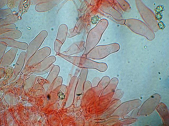 La Flora fungina negli aspetti microclimatici subtropicali